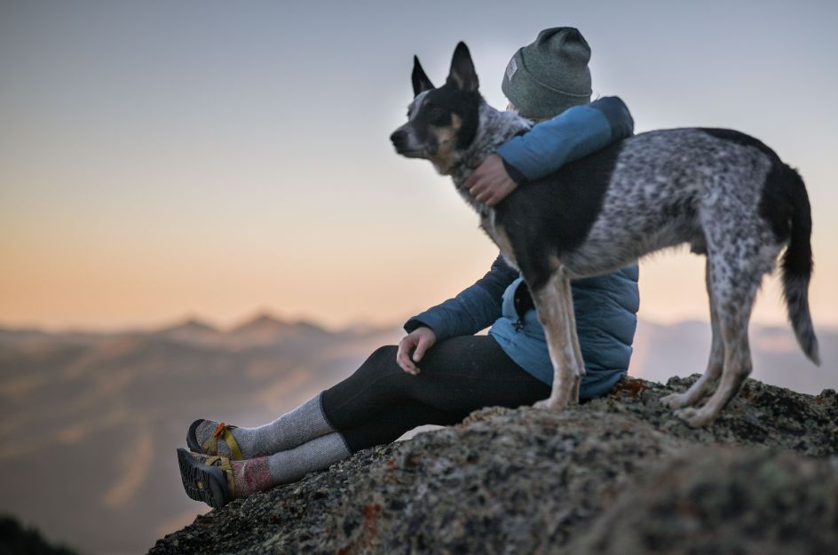 Randonner en montagne avec son chien : les 6 étapes clés