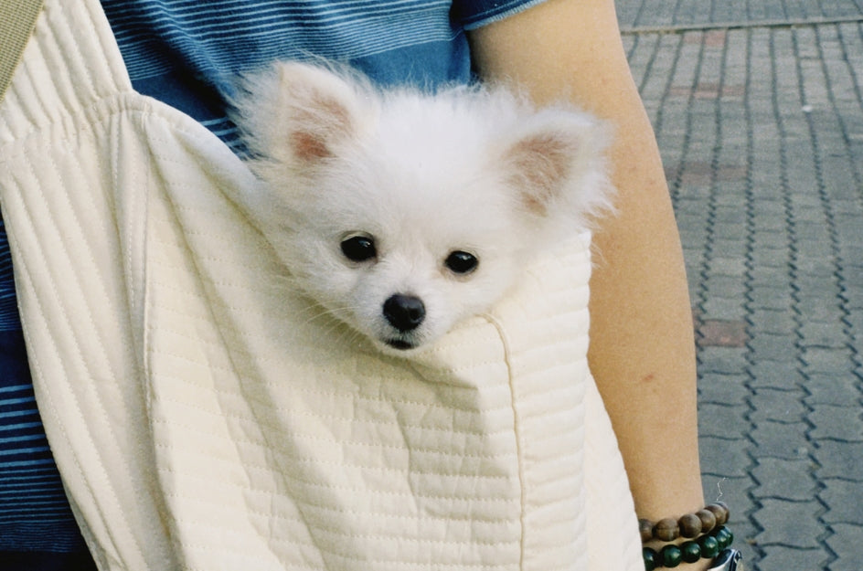 Quel est le meilleur sac ventral pour chien ? Le guide